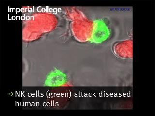 nk-cells-(green)-attack-diseased-human-cells
